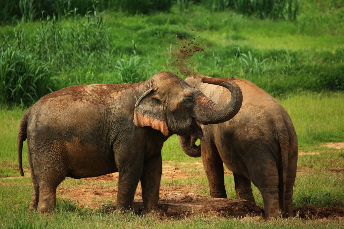 Family Getaway with Elephant Hills